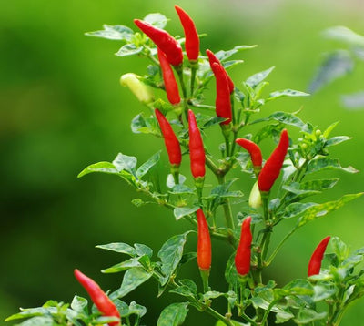 Capsicum Frutescens Fruit Extract